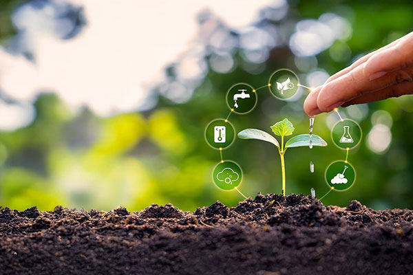 Agriculture field and growing plant illustration